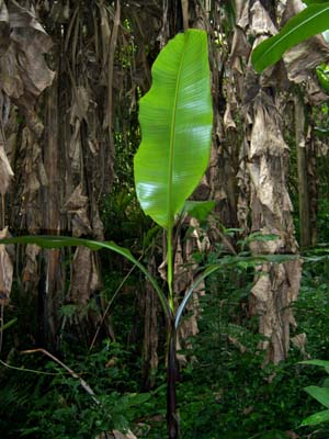 Musa formosana Young Musa formosana plant in the mountains of Taiwan. Copyright © Phil Markey