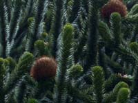 araucaria-araucana-female-strobili Araucaria araucana female strobili (cones)