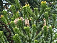 araucaria-araucana-male-strobili Araucaria araucana male strobili (cones)