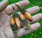 Monkey Puzzle seeds Monkey Puzzle seeds
