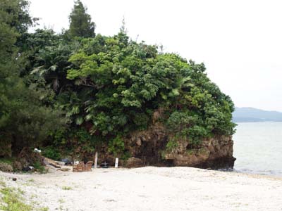 Arenga ryukyuensis and Cycas revoluta growing together in Okinawa, Japan.