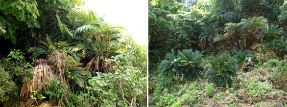 arenga-cycad21 Right: Cycas revoluta Okinawa, Japan. Left: Arenga ryukyuensis and Cycas revoluta growing together in dense undergrowth, Okinawa, Japan.