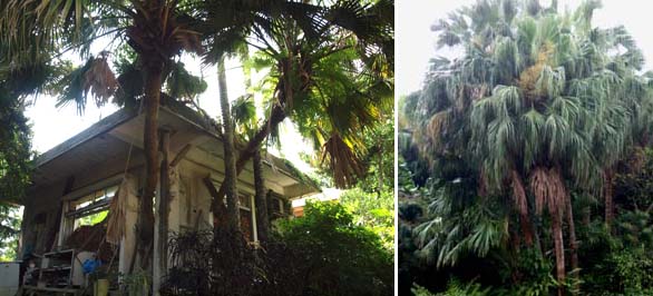 Livistona chinensis var. subglobosa Left: An interesting picture of Livistona chinensis var. subglobosa growing through an old house on Okinawa, Japan. Right: Livistona chinensis var. subglobosa in Taiwan tends to grow much straighter trunks.
