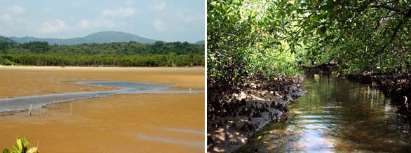 nypa2 Tidal estuary and tidal tributary stream leading through the mangrove swamp. Iriomote Jima, Ryukyu, Japan.