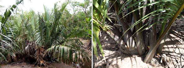 Nypa fruticans reproduces by vegetative propagation, each clump connected together under the mud. Nypa fruticans reproduces by vegetative propagation, each clump connected together under the mud.