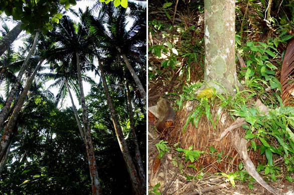 Trunks usually have a mass of adventitious roots at the base, and trunks can grow to 20 m.tall. Trunks have a mass of adventitious roots at the base, and can grow to 20 m.tall. © Phil Markey