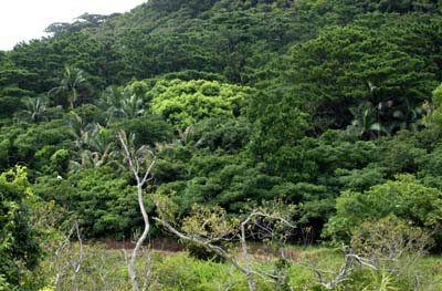 Satakentia liukiuensis in natural habitat on Iriomote Jima.