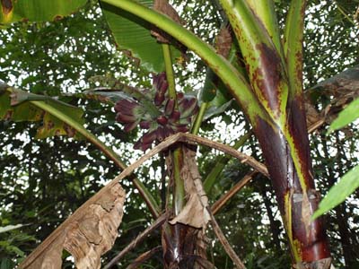 Musa itinerans var. formosana at 500 m elevation clearly showing the purplish coloured fruits and red blotches on the pseudostem Musa itinerans var. formosana at 500 m elevation clearly showing the purplish coloured fruits and red blotches on the pseudostem
