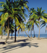Palm trees on a beach picture