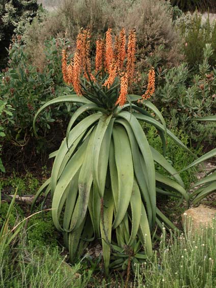 Aloe thraskii Image