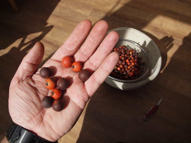 Fig. 2. Juania australis fruits