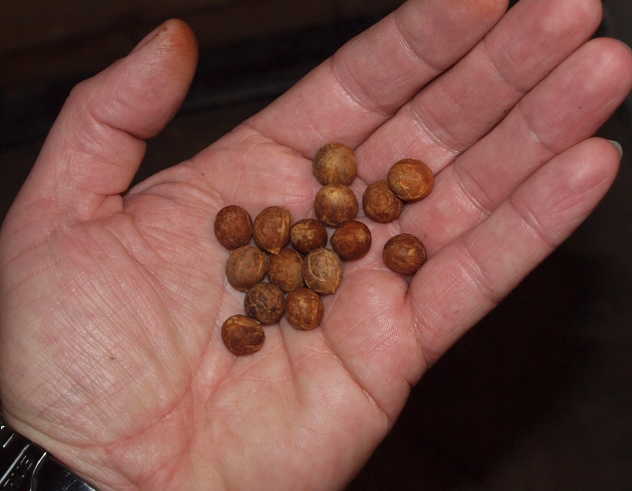 Fig. 4. Juania australis seeds
