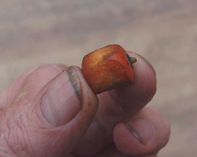 Fig. 3. Scarified Juania australis fruit