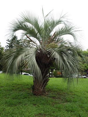 Butia odorata Image