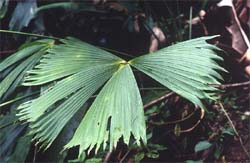 Carludovica rotundifolia Image