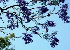 Jacaranda mimosifolia Image