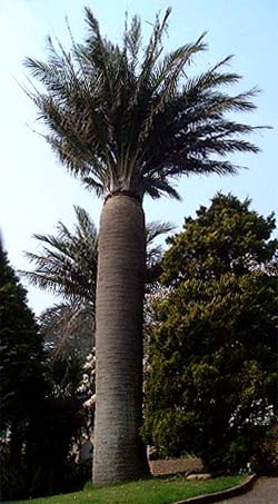 Jubaea chilensis Image