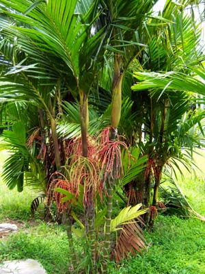 Pinanga coronata Image