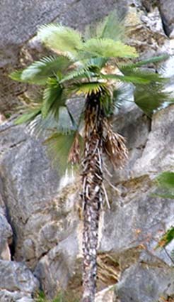 Trachycarpus princeps Image
