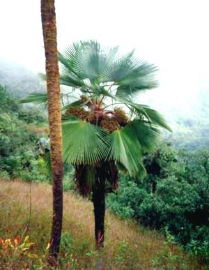 Trachycarpus ukhrulensis Image