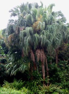 Livistona chinensis var. subglobosa