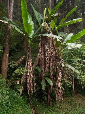 100_2415 Musa itinerans var. formosana 1800 m elevation Shitou, Central Taiwan