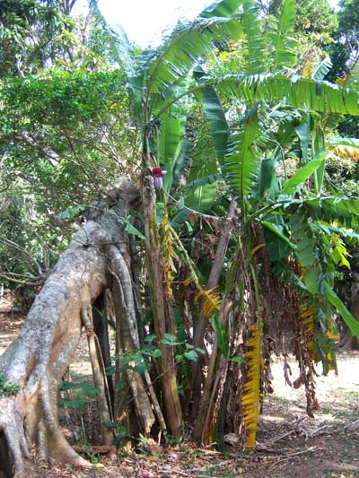Musa balbisiana Musa balbisiana 300 m elevation Kenting, South Taiwan