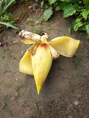 Musa itinerans var. formosana Musa itinerans var. formosana a rare totally yellow bud we found at Shitou, Central Taiwan