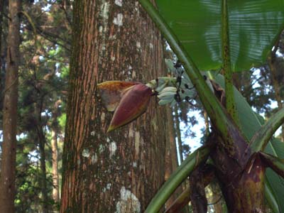 Musa itinerans var. formosana Musa itinerans var. formosana 1700 m elevation Shitou, Central Taiwan