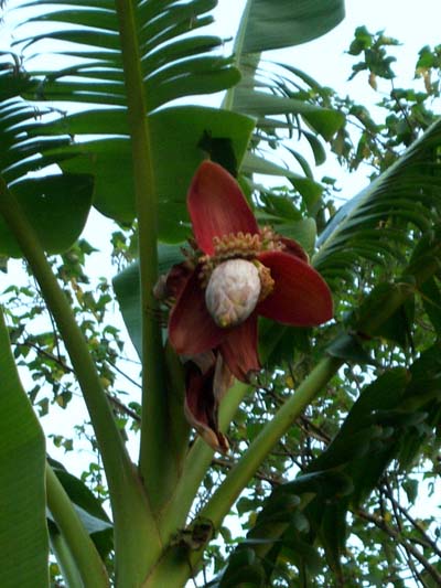Musa balbisiana Musa balbisiana 300 m elevation Chiayi, central Taiwan