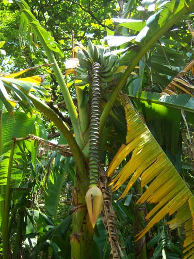 Musa balbisiana Musa balbisiana Kenting After storm damage the male bud becomes much more difficult to identify