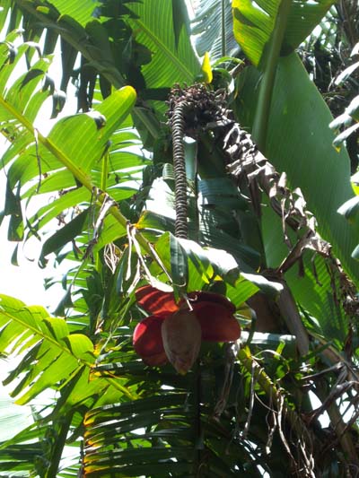 Musa balbisiana Musa balbisiana Kenting showing imbricate male bud