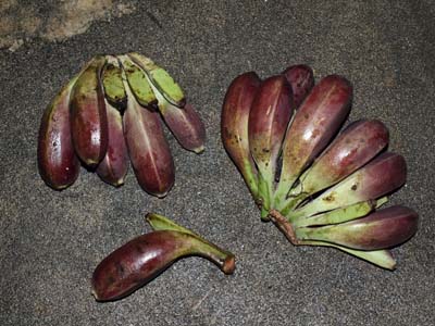 Musa formosana Musa itinerans var. formosana fruits, Ilan, East Taiwan