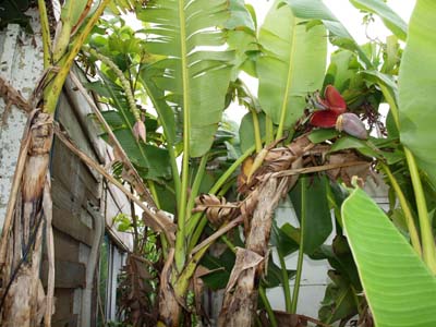 Musa balbisiana var. liukiuensis Musa balbisiana var. liukiuensis Okinawa Japan