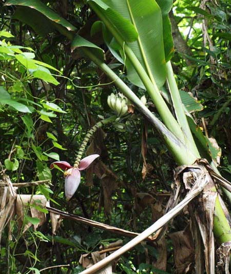 Musa balbisiana var. liukiuensis Musa balbisiana var. liukiuensis Okinawa Japan