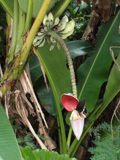 Musa balbisiana var. liukiuensis Musa balbisiana var. liukiuensis Okinawa Japan