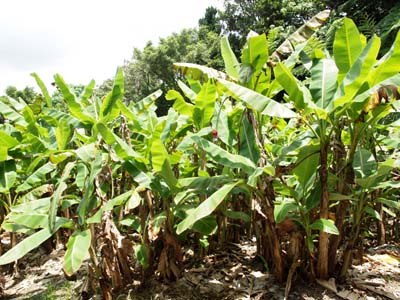Musa balbisiana var. liukiuensis Musa balbisiana var. liukiuensis Okinawa Japan