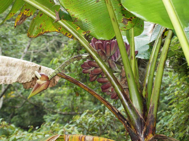 Musa itinerans var. formosana Musa itinerans var. formosana 200 m elevation Ilan, East Taiwan