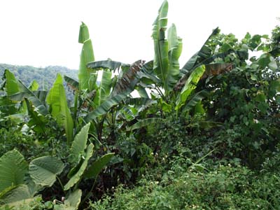 First sight of the yellow-flowered banana by the roadside First sight of the yellow-flowered banana by the roadside