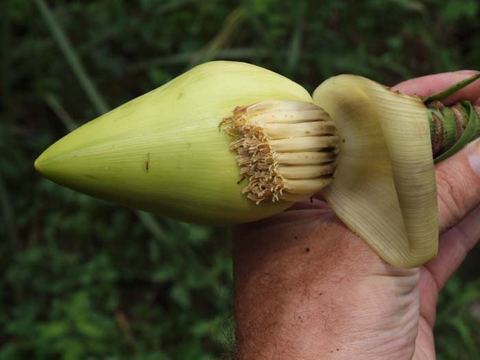 Close-up of the male bud, clearly non-imbricate Close-up of the male bud, clearly non-imbricate