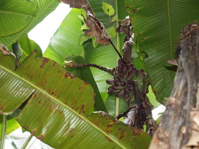 Musa itinerans var. formosana at 500 m elevation growing alongside Musa itinerans var. kavalanensis Musa itinerans var. formosana at 500 m elevation growing alongside Musa itinerans var. kavalanensis