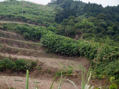 At 800 m elevation Musa itinerans var. kavalanensis can still be seen in huge clumps. At 800 m elevation Musa itinerans var. kavalanensis can still be seen in huge clumps.