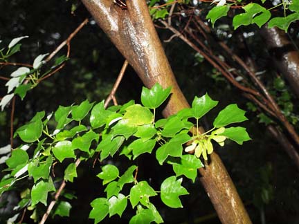 Acer buergerianum var. formosanum Image