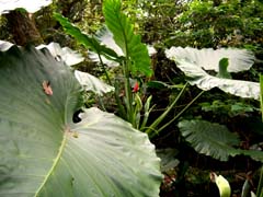 Alocasia odora Image