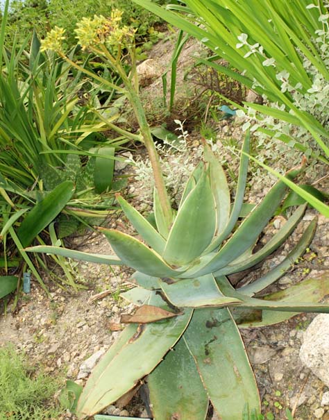 Aloe striata Image