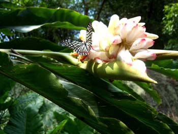 Alpinia formosana Image