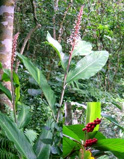 Alpinia intermedia Image