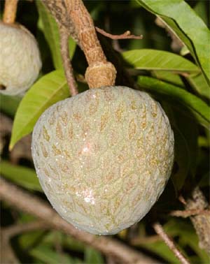 Annona reticulata Image