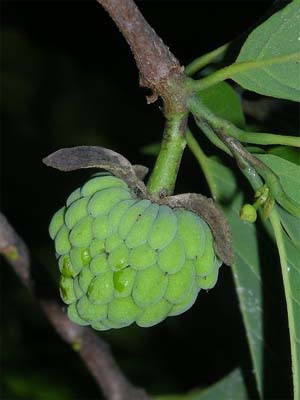 Annona squamosa Image