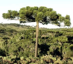 Araucaria angustifolia Image